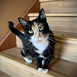 Photo of Cat-Sugar