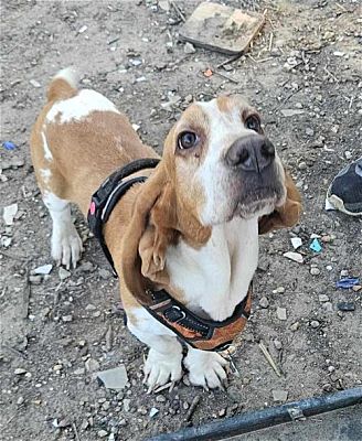 Warrenton, MO - Basset Hound. Meet DJ a Pet for Adoption - AdoptaPet.com