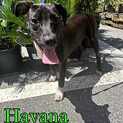 Thumbnail photo of Havana #4