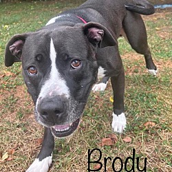 Thumbnail photo of Brody #2