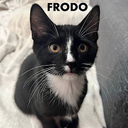 Photo of Frodo