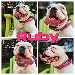 Thumbnail photo of Ruby #1