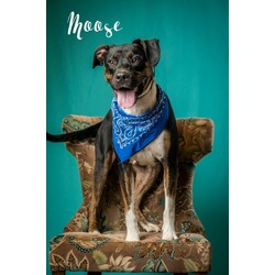 Thumbnail photo of Moose #2