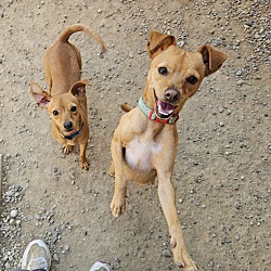 bonded pet photo