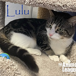 Thumbnail photo of Lulu #3