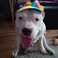 adopt a pet