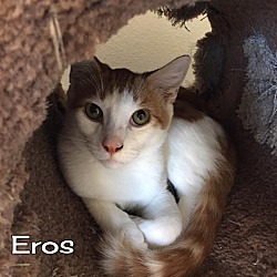 Thumbnail photo of Eros #1