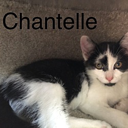 Photo of Chantelle