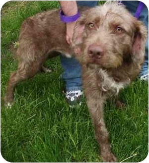 spinone poodle mix