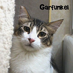 Thumbnail photo of Garfunkel #3