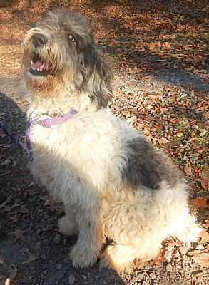 Westport, CT - Sheepadoodle/Poodle (Standard). Meet *Maddy - PENDING a ...