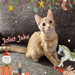 Thumbnail photo of Joliet Jake #3