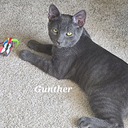 Thumbnail photo of Gunther #3