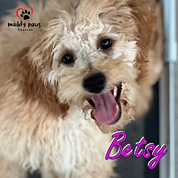 Thumbnail photo of Betsy - ABC Litter - No Longer Accepting Applications #1