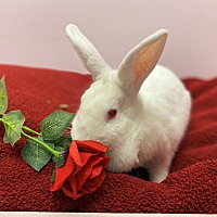 adopt-pet