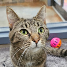 Adopt A Pet :: Missy - Versailles, KY