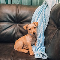adopt a pet
