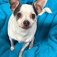 adopt-pet