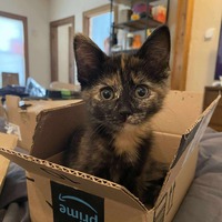 adopt-pet