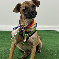 adopt a pet