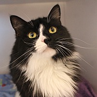 A BOY NAMED SUE - Domestic Mediumhair available for adoption