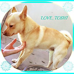 Thumbnail photo of TOSHI #2
