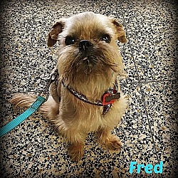Thumbnail photo of FRED - Adopted #4