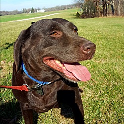 Thumbnail photo of Truly - chocolate Lab #3