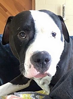 Available Dogs | Alaska Bully Rescue