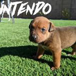 Thumbnail photo of Nintendo #1