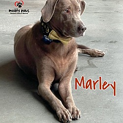 Photo of Marley (Courtesy Post)