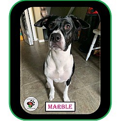 Thumbnail photo of Marble - ADOPTED #2