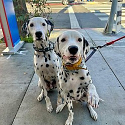 bonded pet photo