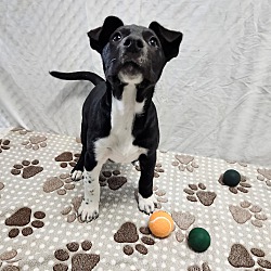 Photo of Pickleball