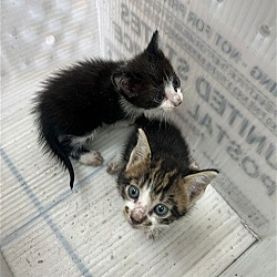 Thumbnail photo of Z COURTESY LISTING: Orphan Kittens (2) #2