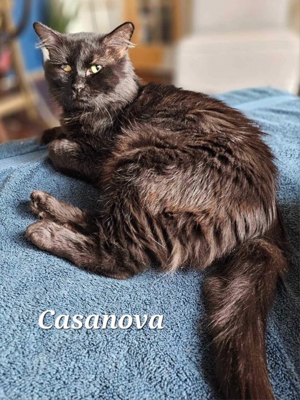 Thumbnail photo of Cassanova #2