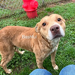 Thumbnail photo of Bashful #4