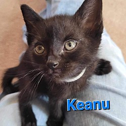 Photo of Keanu
