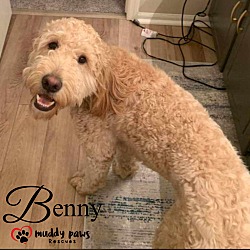 Thumbnail photo of Benny - No Longer Accepting Applications #3