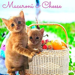 Photo of Macaroni *kitten* (Macaroni & Cheese)