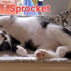 Thumbnail photo of Sprocket #1