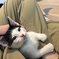 adopt a pet