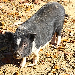 Thumbnail photo of Miss Piggy #1