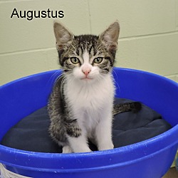 Thumbnail photo of Augustus #1