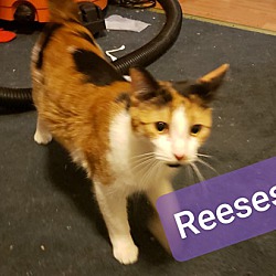 Photo of Reeses