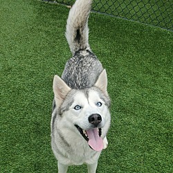 Photo of Suka