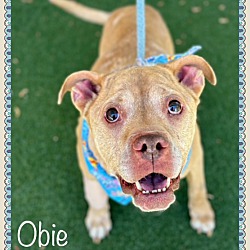 Thumbnail photo of OBIE (R) #3