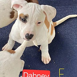 Thumbnail photo of Dabney Adoption Pending #1