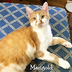 Thumbnail photo of Marigold #1