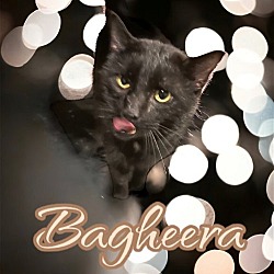 Thumbnail photo of Bagheera #3
